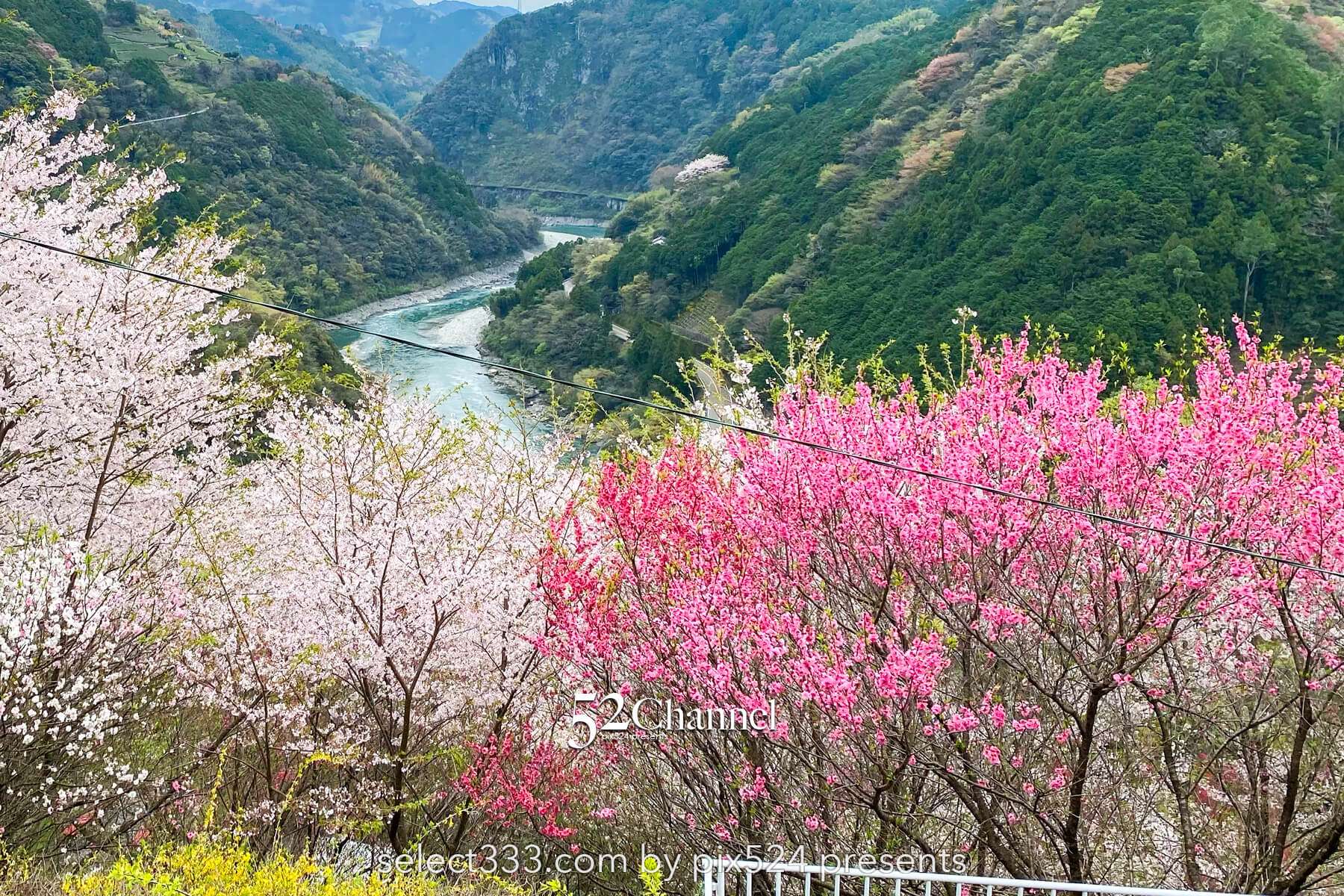 花の里公園（越知町）：芝桜とハナモモの絶景観光・撮影ポイント！手作りの桃源郷ガイド