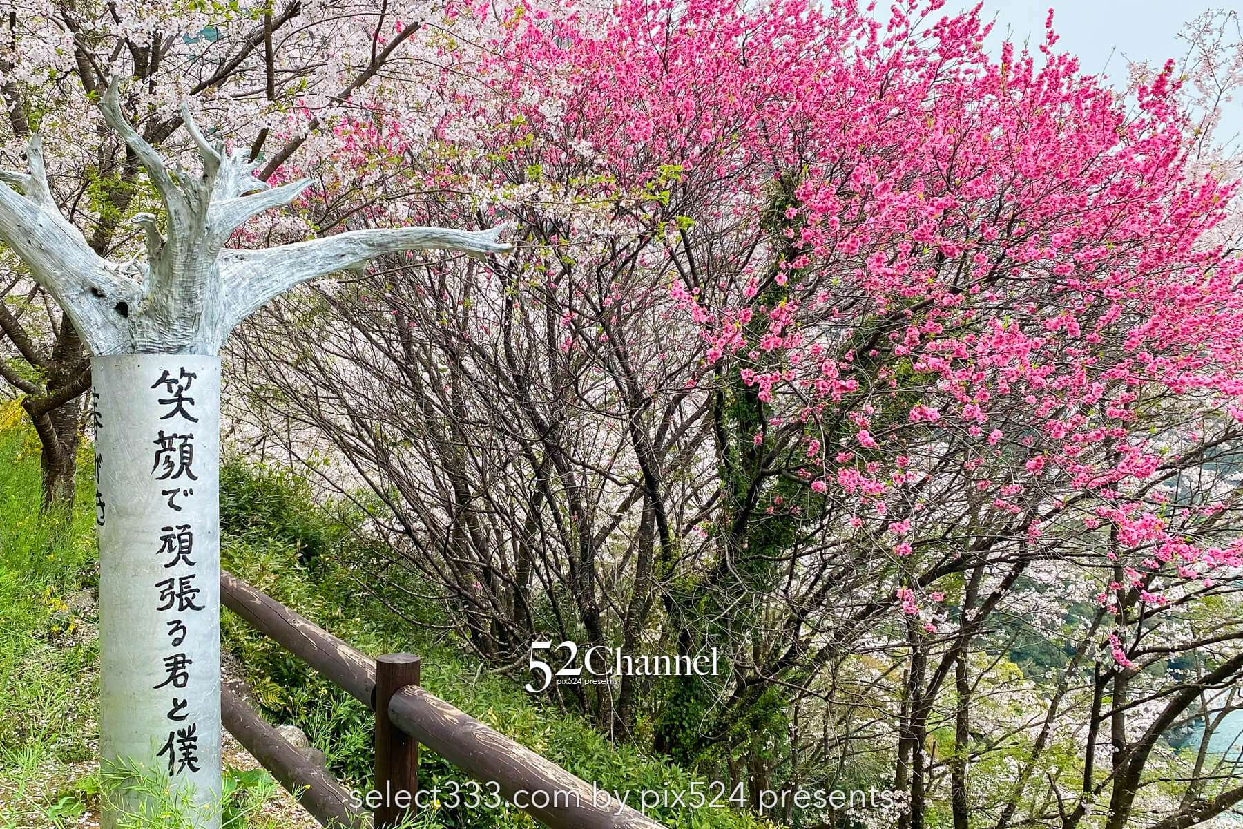 花の里公園（越知町）：芝桜とハナモモの絶景観光・撮影ポイント！手作りの桃源郷ガイド