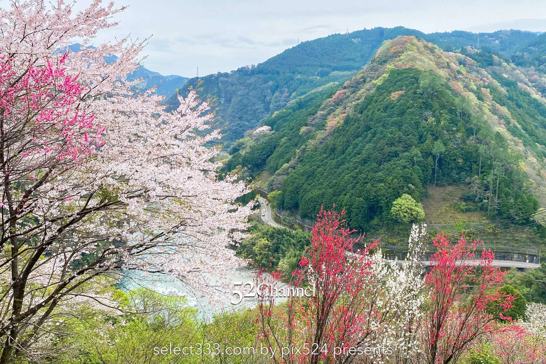 花の里公園（越知町）：芝桜とハナモモの絶景観光・撮影ポイント！手作りの桃源郷ガイド