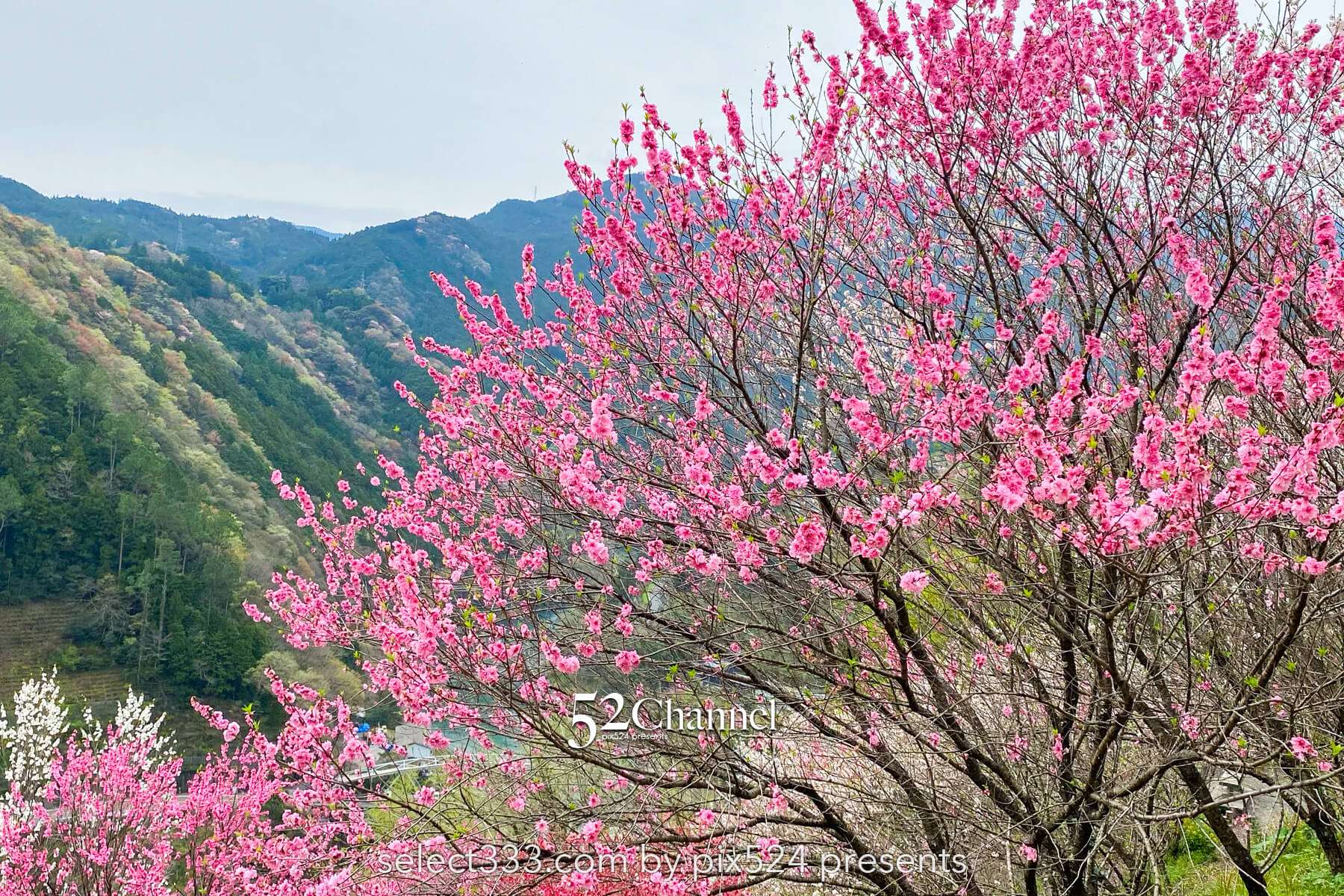 花の里公園（越知町）：芝桜とハナモモの絶景観光・撮影ポイント！手作りの桃源郷ガイド