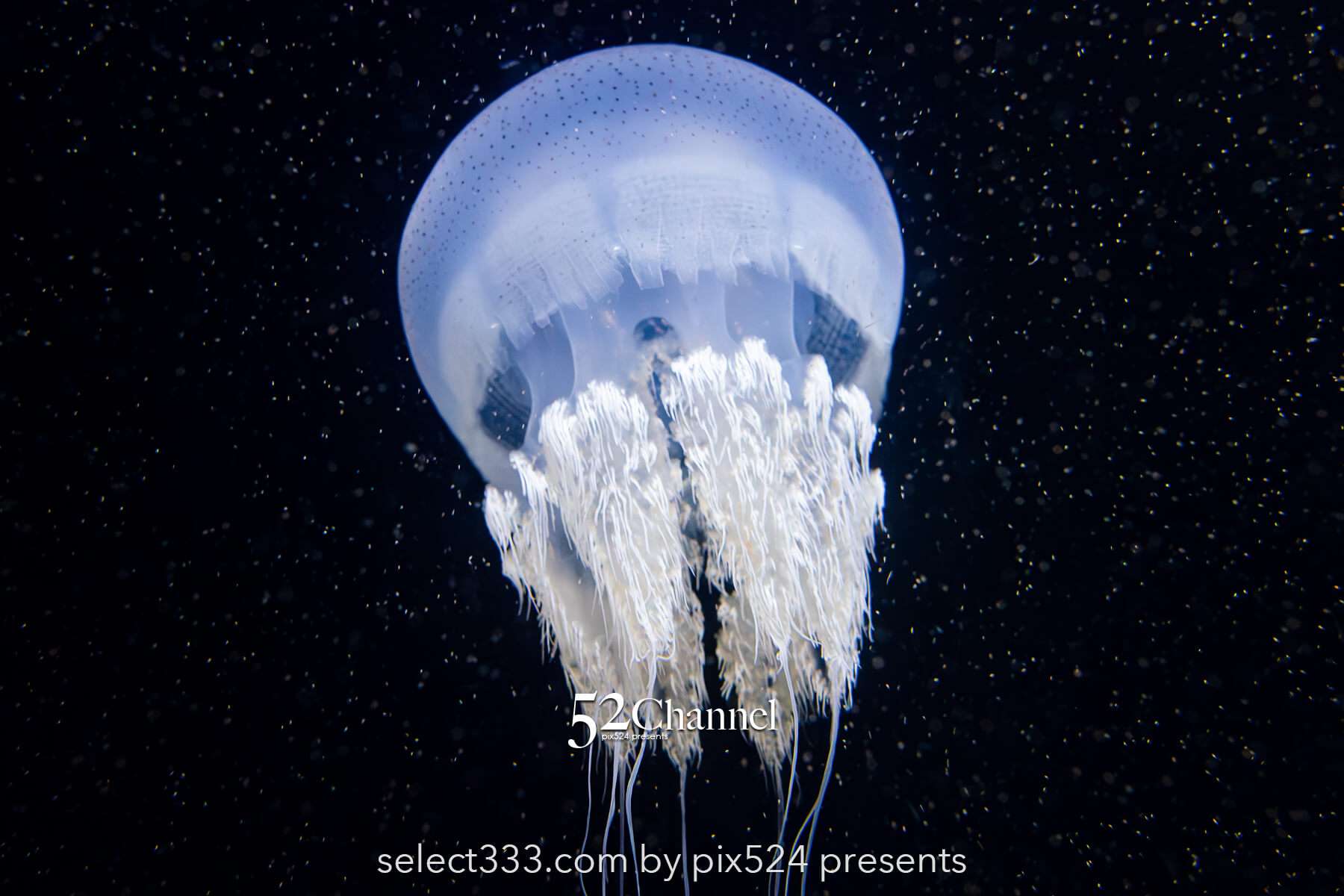 加茂水族館:幻想的なクラゲ展示の魅力!見どころと撮影ポイント!観光と混雑状況ガイド