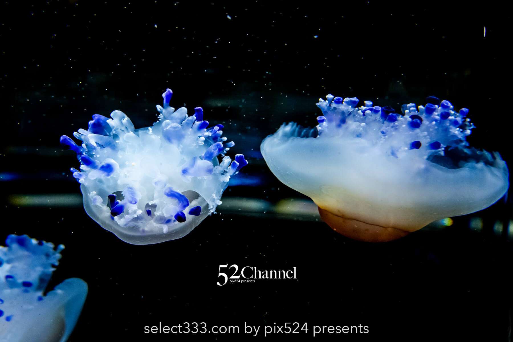 加茂水族館:幻想的なクラゲ展示の魅力!見どころと撮影ポイント!観光と混雑状況ガイド