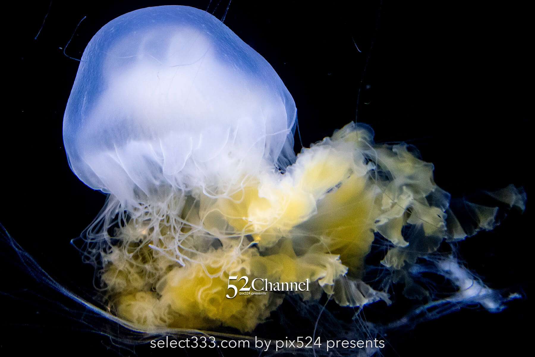 加茂水族館:幻想的なクラゲ展示の魅力!見どころと撮影ポイント!観光と混雑状況ガイド