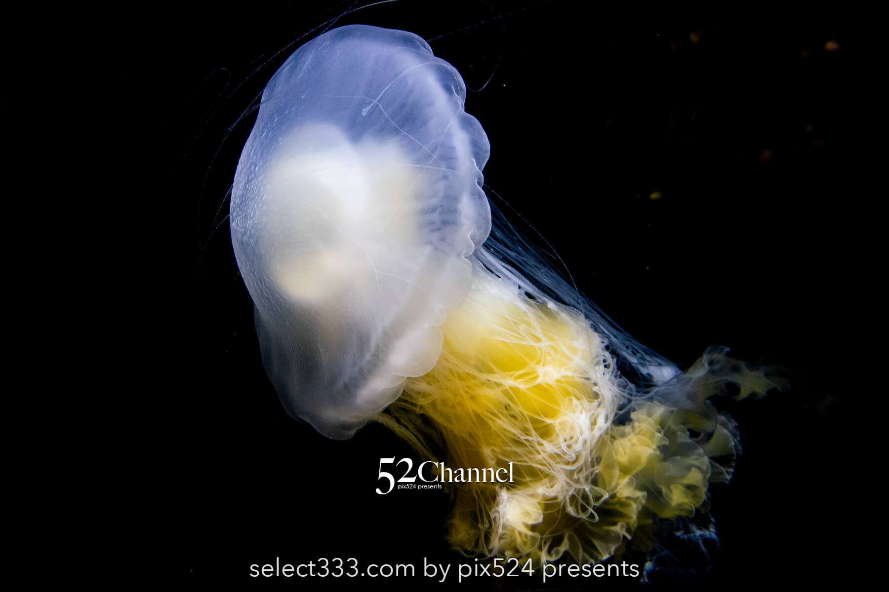 加茂水族館:幻想的なクラゲ展示の魅力!見どころと撮影ポイント!観光と混雑状況ガイド