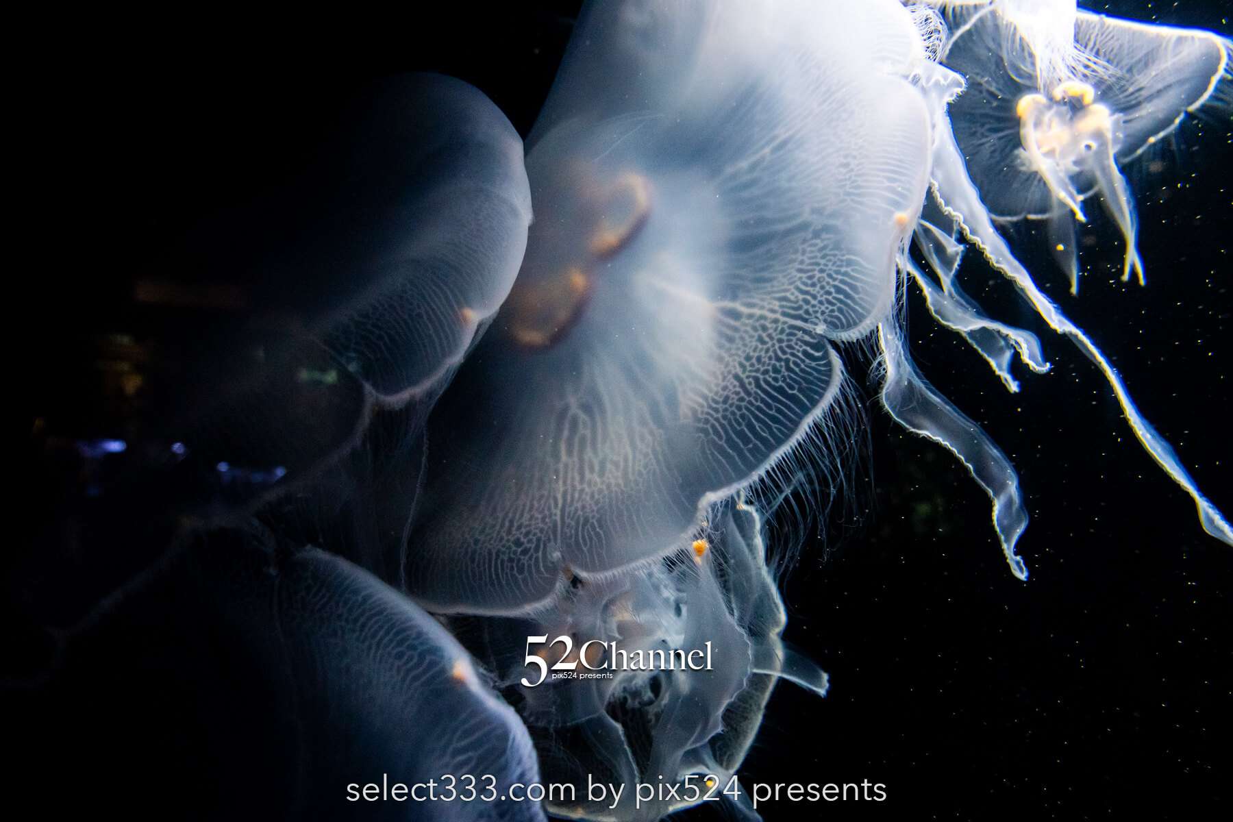 加茂水族館:幻想的なクラゲ展示の魅力!見どころと撮影ポイント!観光と混雑状況ガイド