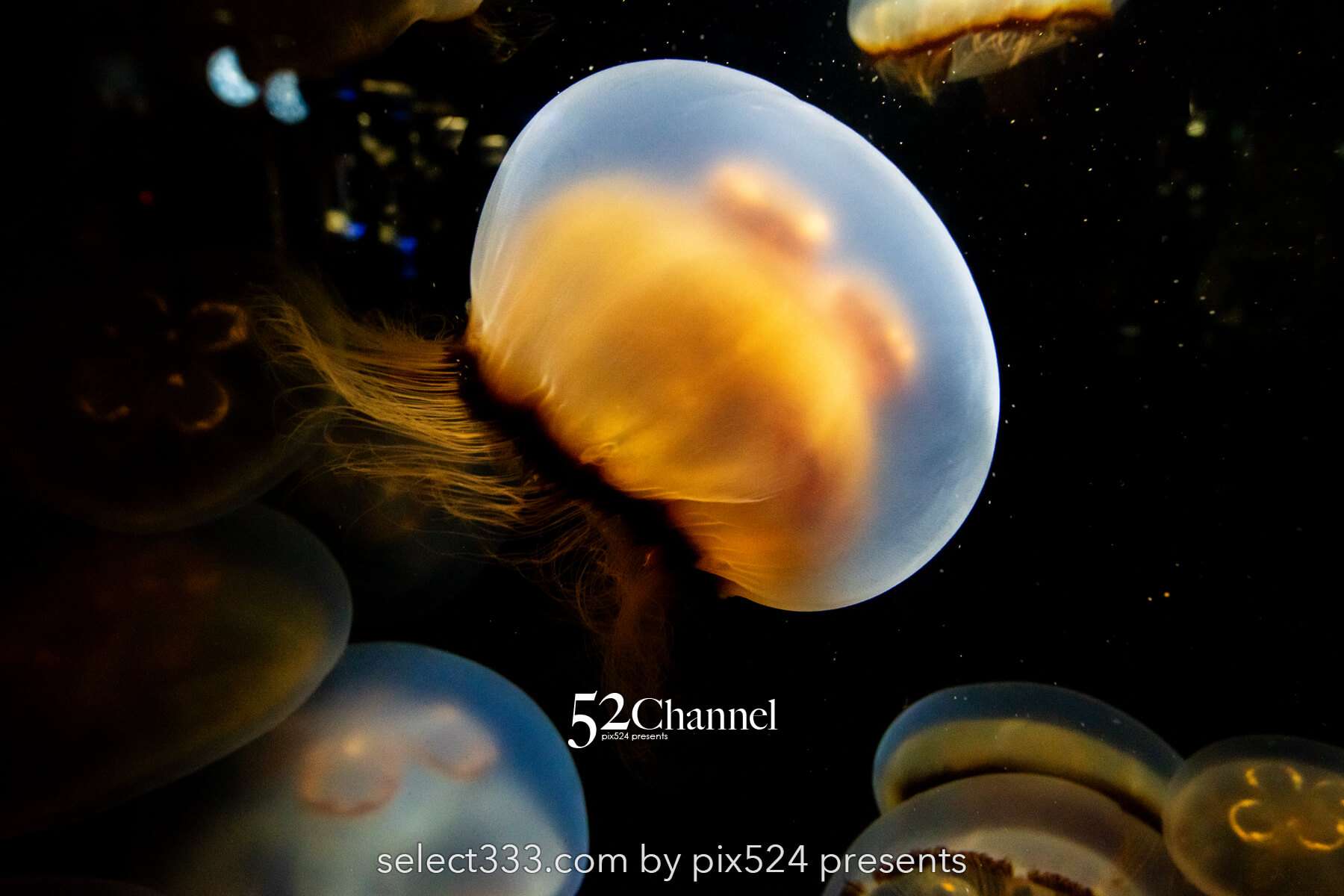 加茂水族館:幻想的なクラゲ展示の魅力!見どころと撮影ポイント!観光と混雑状況ガイド