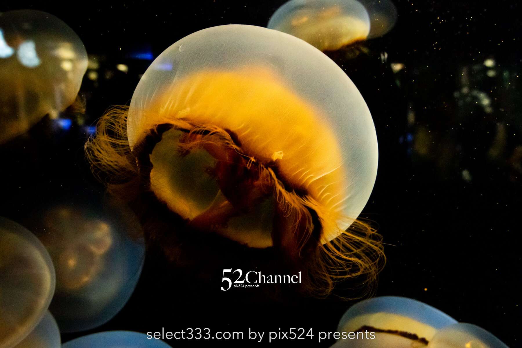 加茂水族館:幻想的なクラゲ展示の魅力!見どころと撮影ポイント!観光と混雑状況ガイド