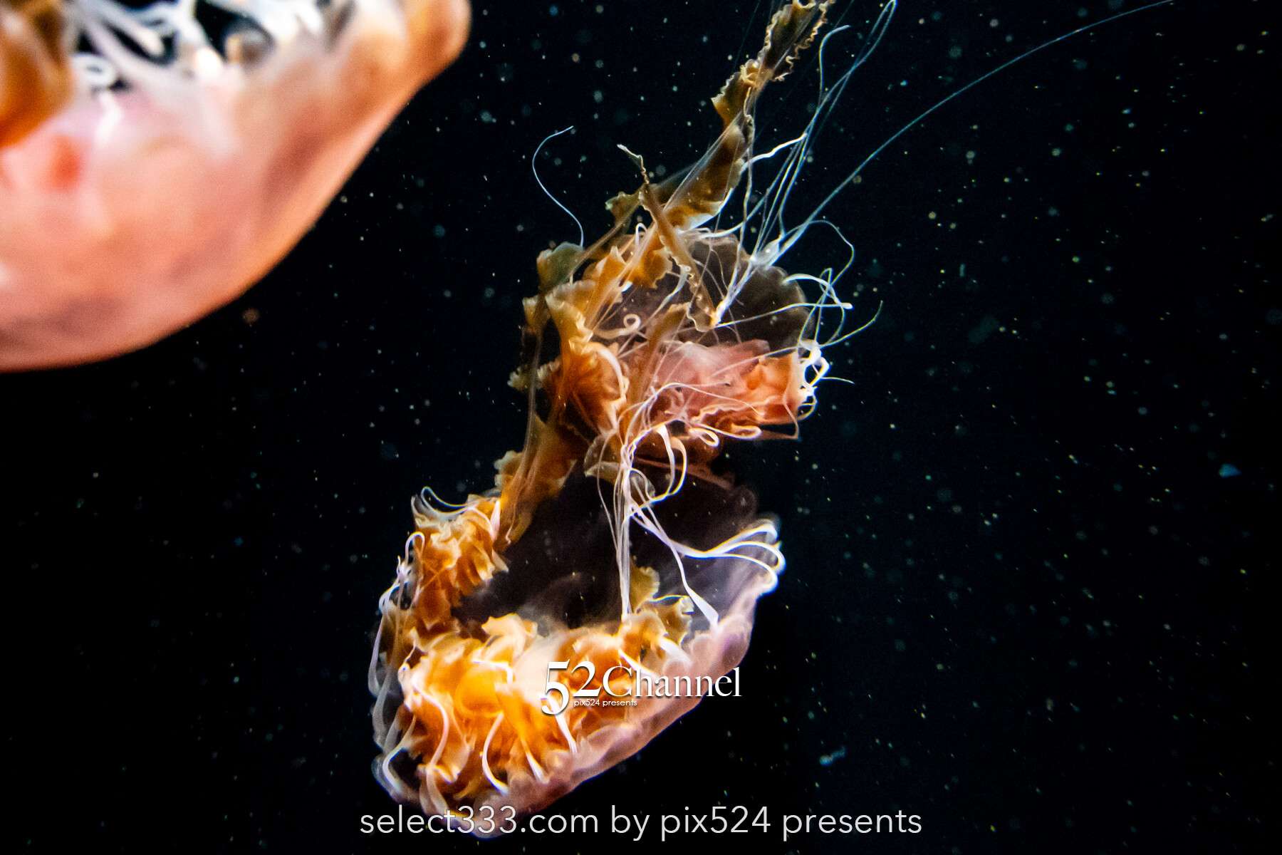 加茂水族館:幻想的なクラゲ展示の魅力!見どころと撮影ポイント!観光と混雑状況ガイド