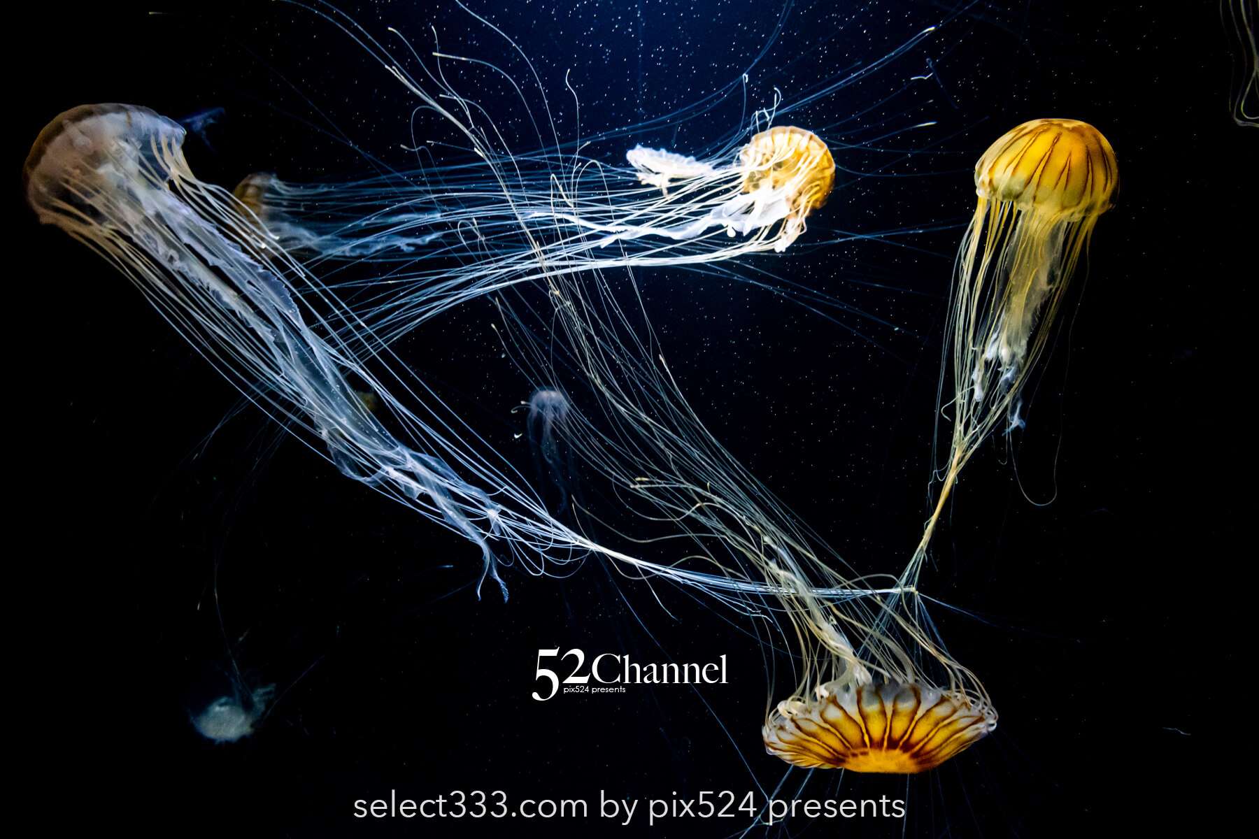 加茂水族館:幻想的なクラゲ展示の魅力!見どころと撮影ポイント!観光と混雑状況ガイド