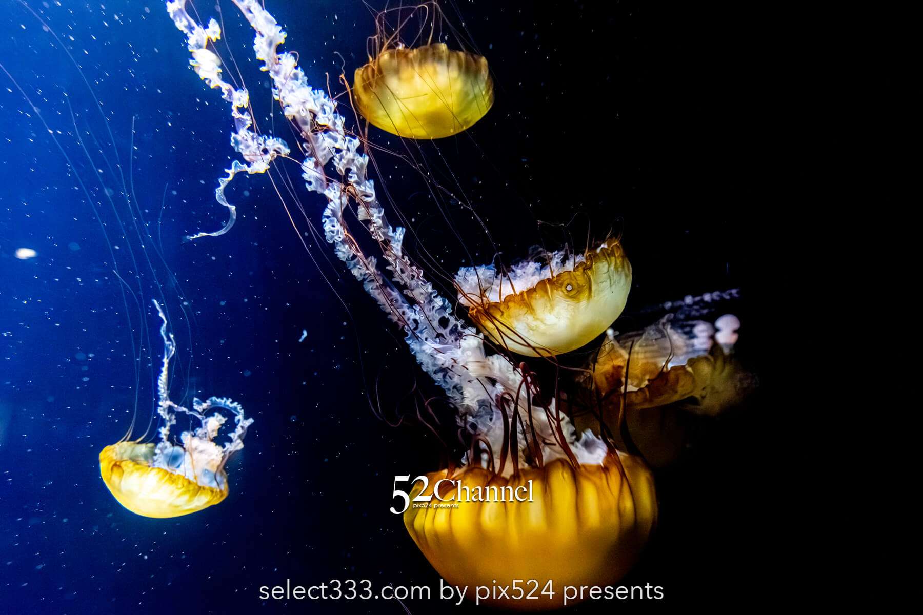 加茂水族館:幻想的なクラゲ展示の魅力!見どころと撮影ポイント!観光と混雑状況ガイド