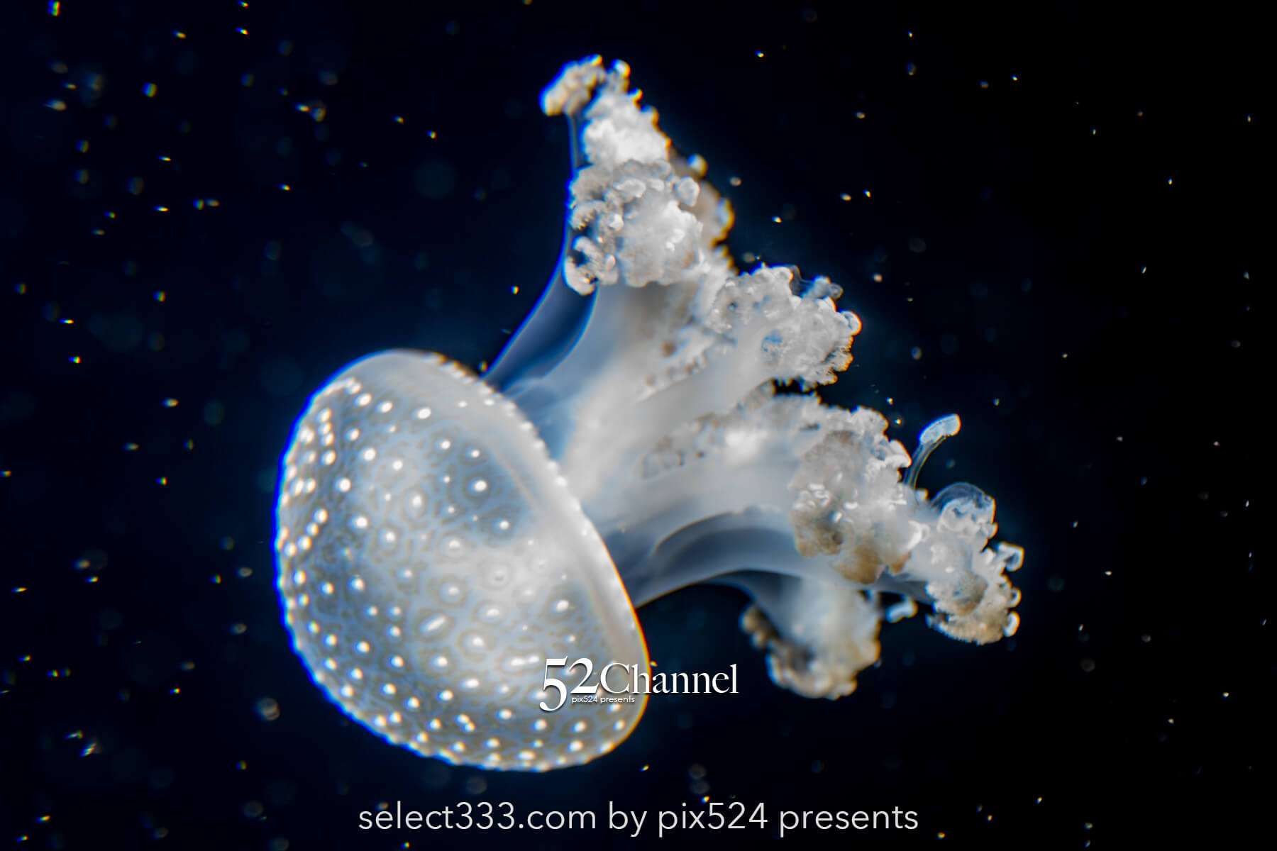 加茂水族館:幻想的なクラゲ展示の魅力!見どころと撮影ポイント!観光と混雑状況ガイド