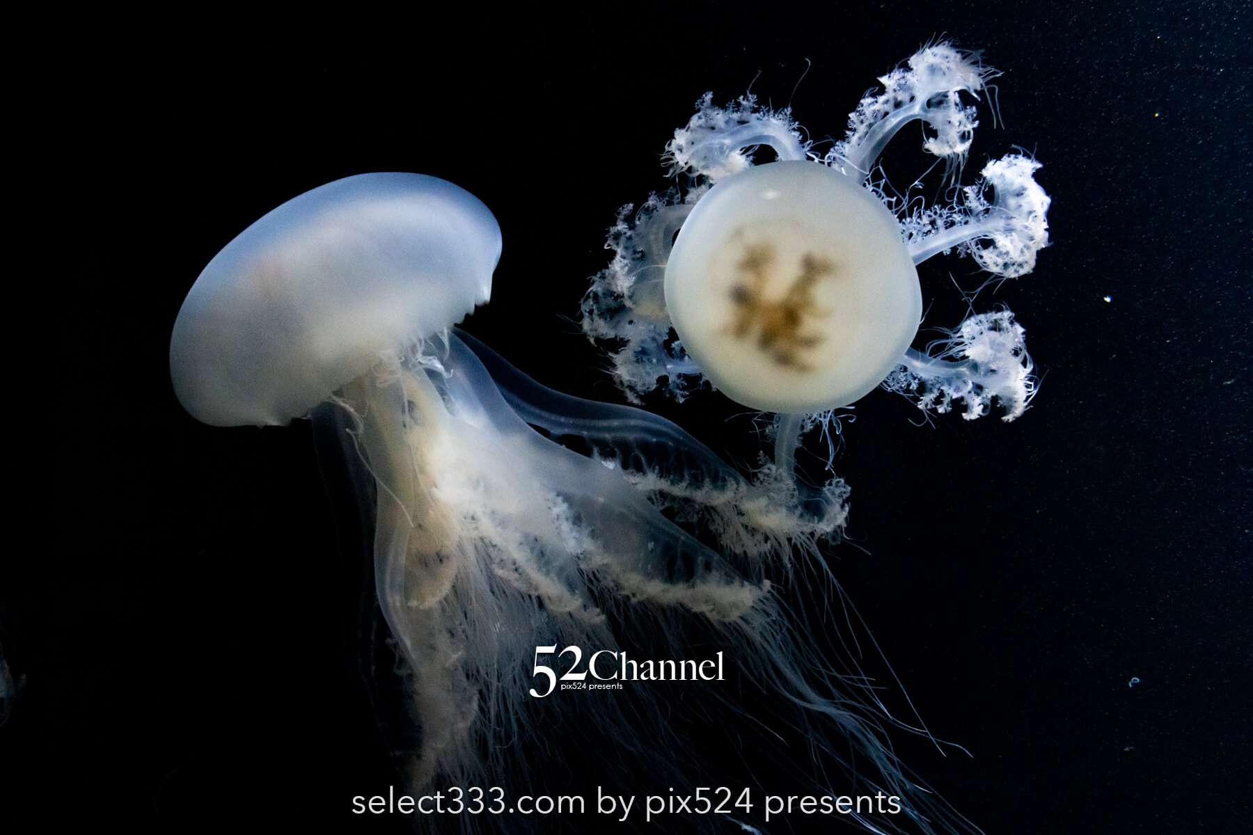 加茂水族館:幻想的なクラゲ展示の魅力!見どころと撮影ポイント!観光と混雑状況ガイド