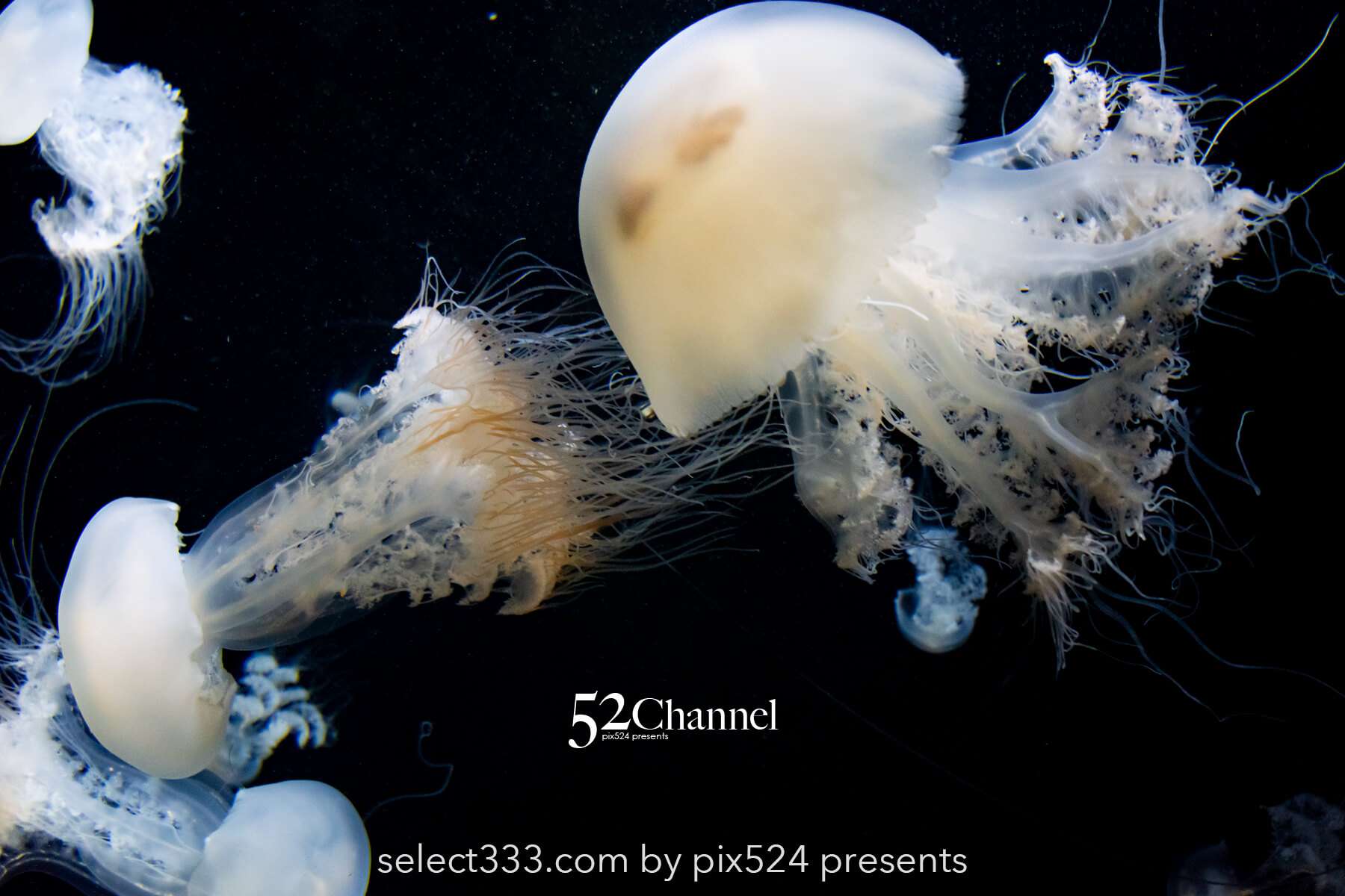 加茂水族館:幻想的なクラゲ展示の魅力!見どころと撮影ポイント!観光と混雑状況ガイド