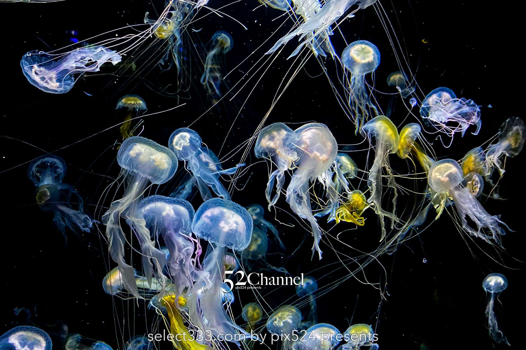 加茂水族館:幻想的なクラゲ展示の魅力!見どころと撮影ポイント!観光と混雑状況ガイド