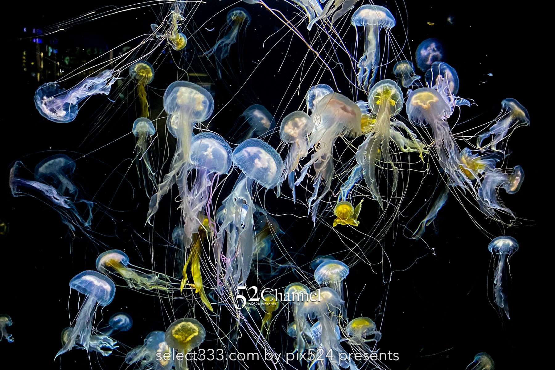 加茂水族館:幻想的なクラゲ展示の魅力!見どころと撮影ポイント!観光と混雑状況ガイド