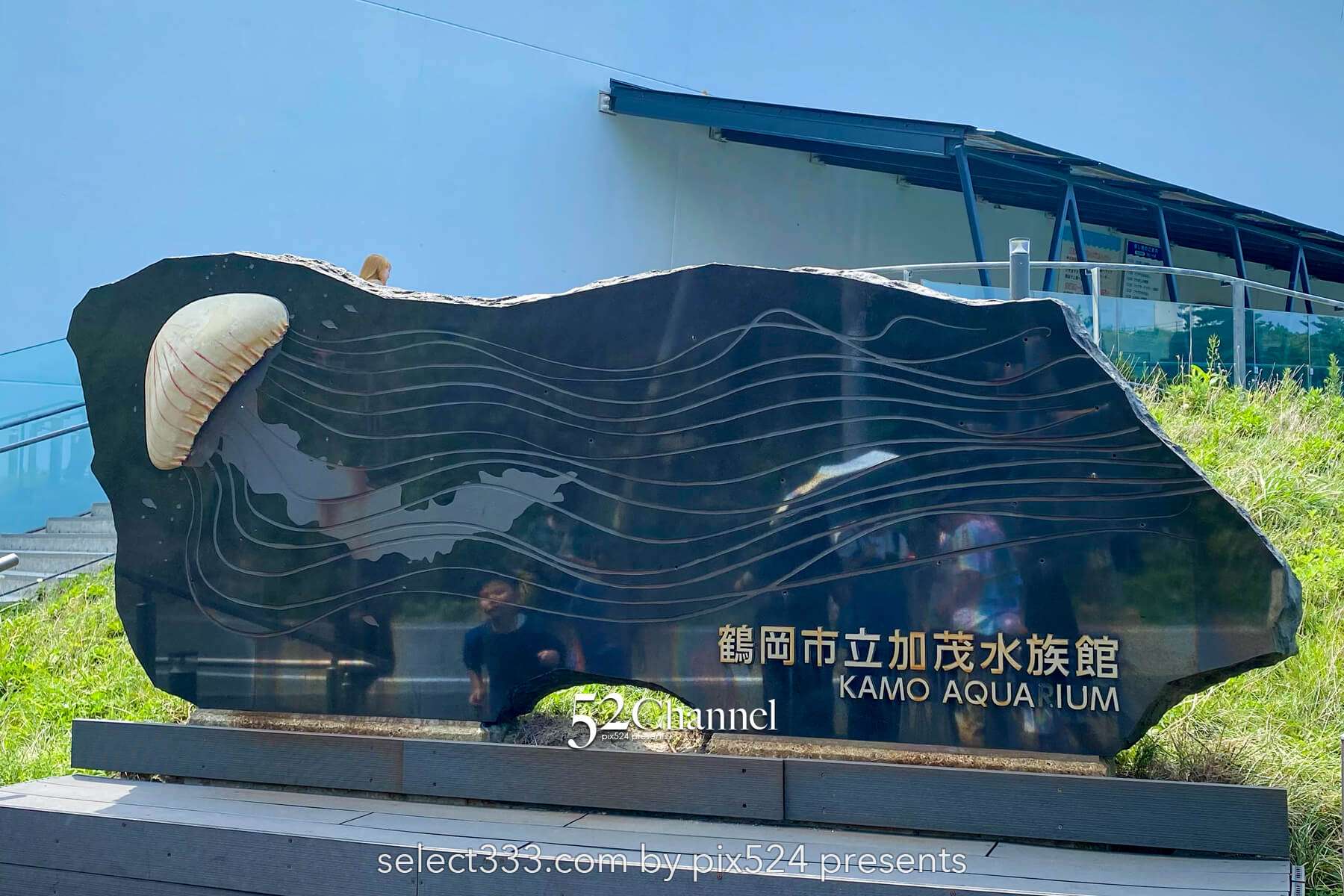 加茂水族館:幻想的なクラゲ展示の魅力!見どころと撮影ポイント!観光と混雑状況ガイド