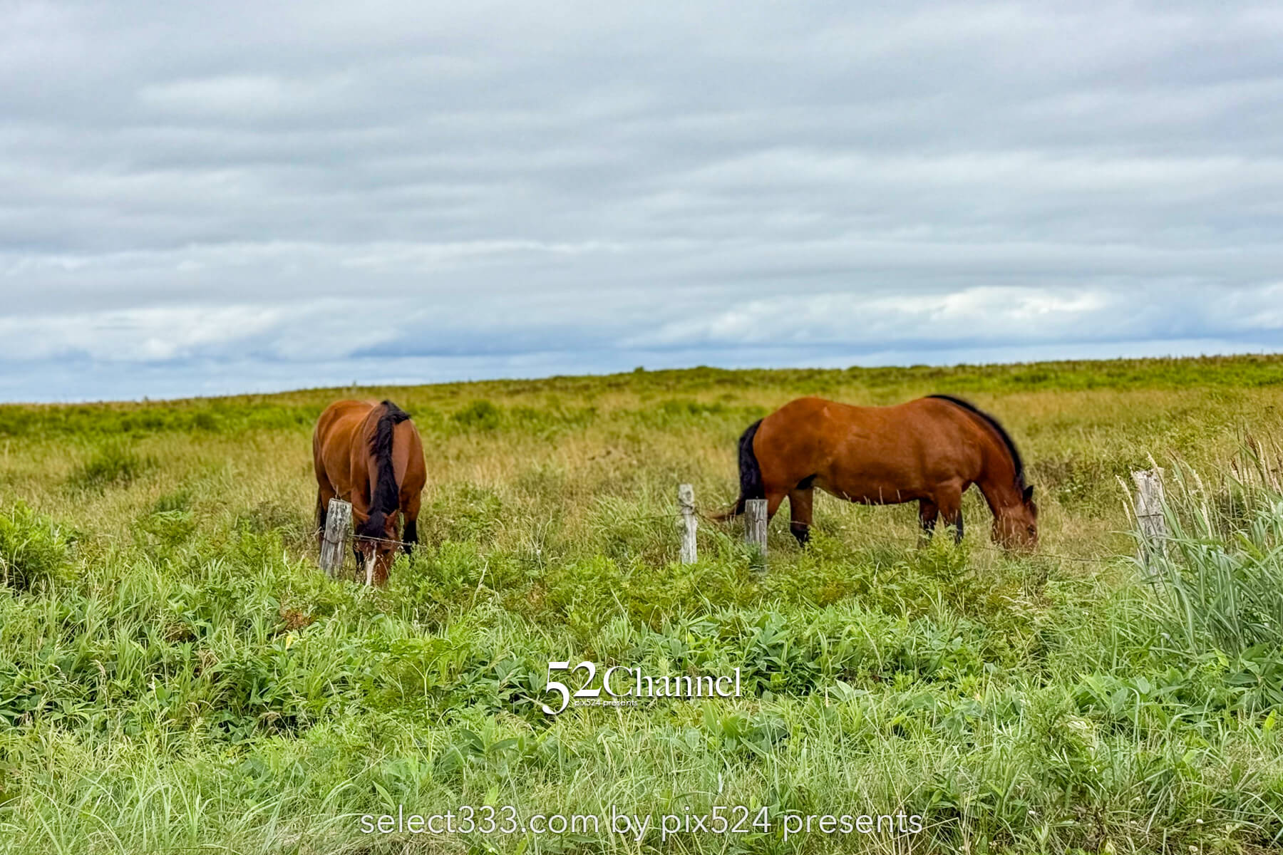 霧多布岬：北海道屈指の秘境フォトスポット！野生のラッコを撮影！観光と撮影ポイント