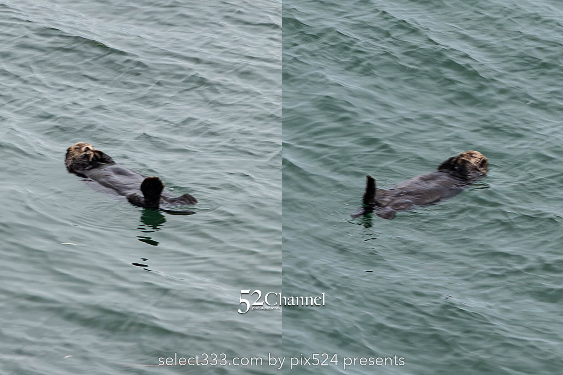 霧多布岬：北海道屈指の秘境フォトスポット！野生のラッコを撮影！観光と撮影ポイント