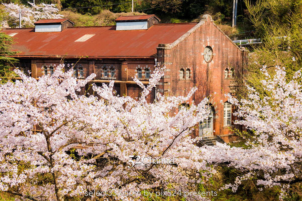 マイントピア別子満開の桜並木：川添いに咲く桜のトンネル撮影！産業遺産の桜風景ポイント