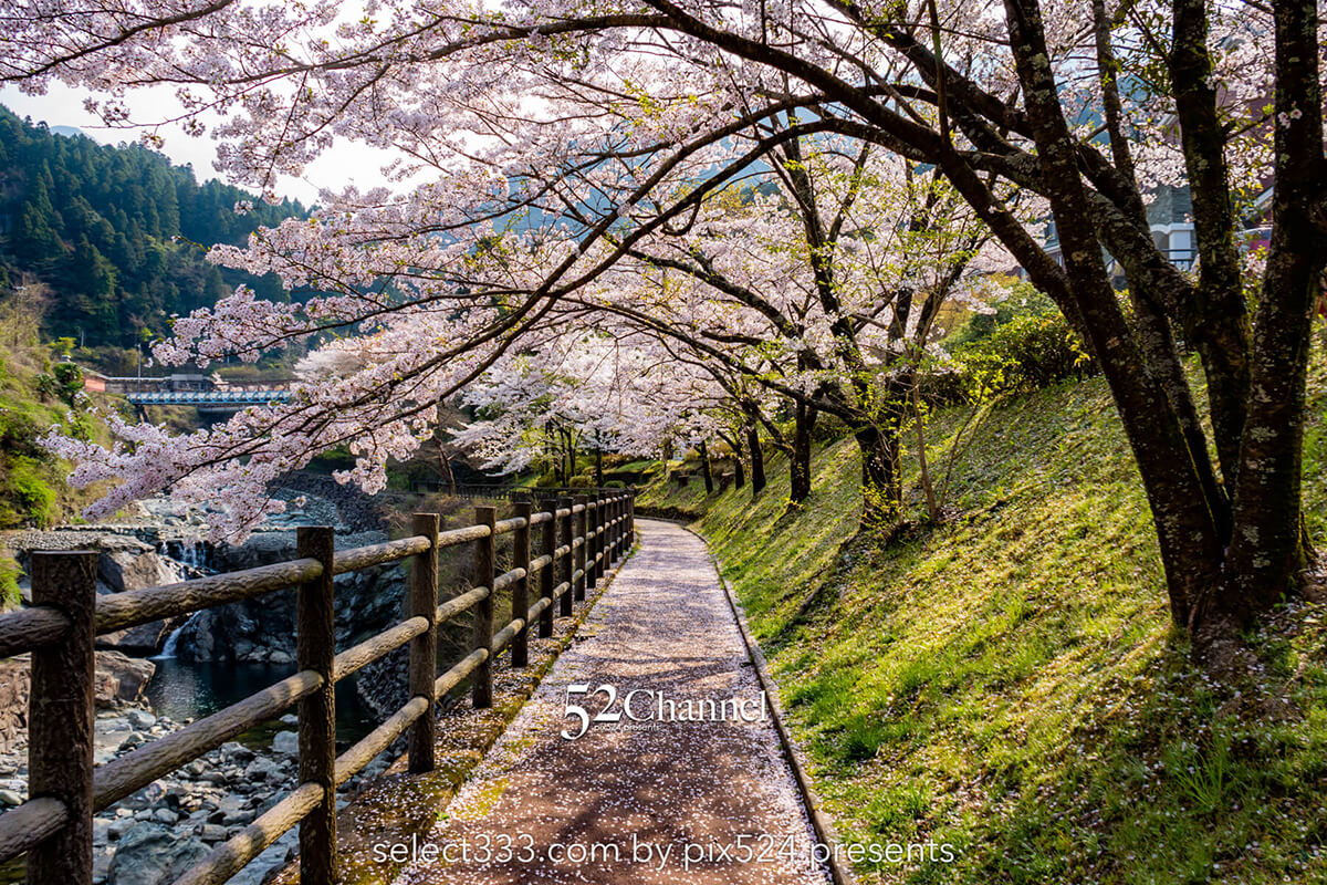 マイントピア別子満開の桜並木：川添いに咲く桜のトンネル撮影！産業遺産の桜風景ポイント