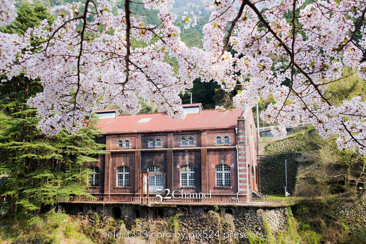 マイントピア別子満開の桜並木：川添いに咲く桜のトンネル撮影！産業遺産の桜風景ポイント