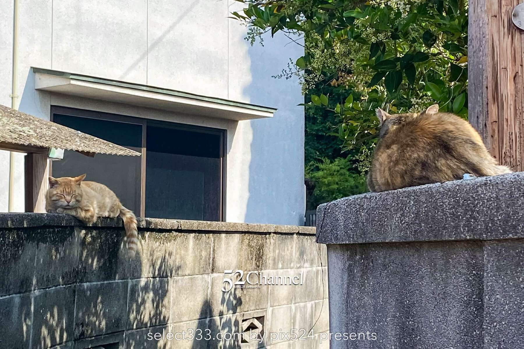 三原市 大嶋稲荷神社：鳥居の階段トンネルが魅力の撮影地！見どころ・駐車場・混雑ガイド