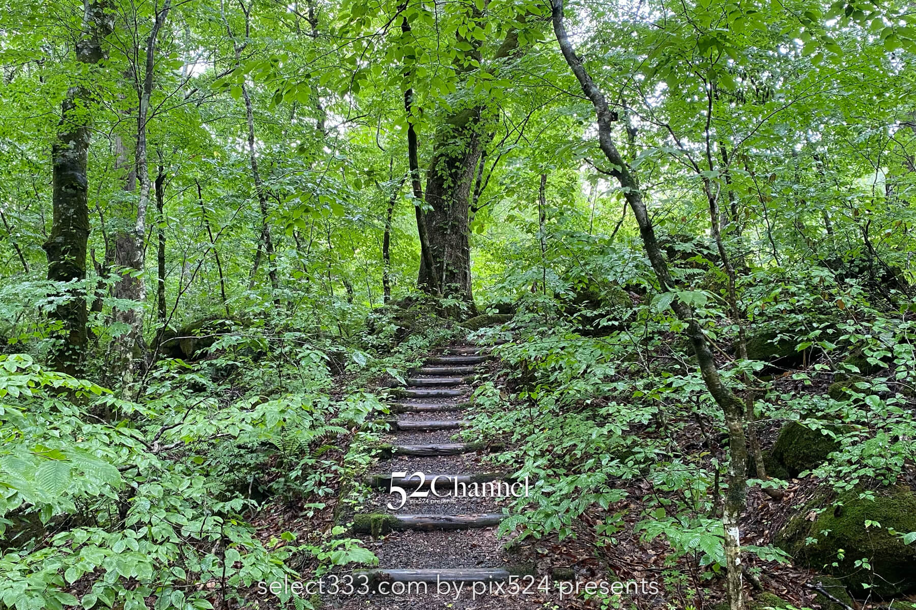 奥入瀬渓流:水の芸術が織りなす渓流!撮影ポイント14選とは?絶景ポイントと混雑回避