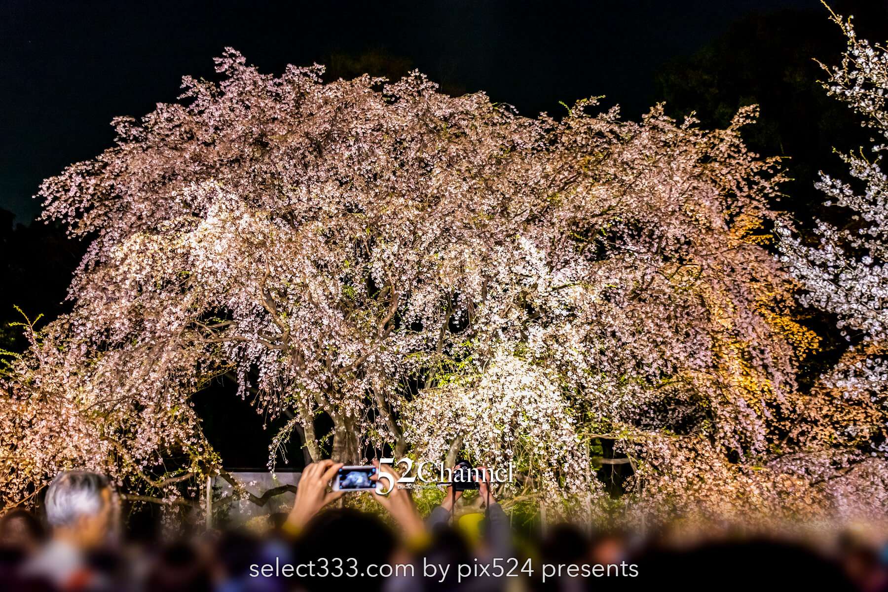 六義園の夜桜ライトアップ：鑑賞と撮影の難易度！混雑回避は？見頃の時期と夜桜撮影攻略