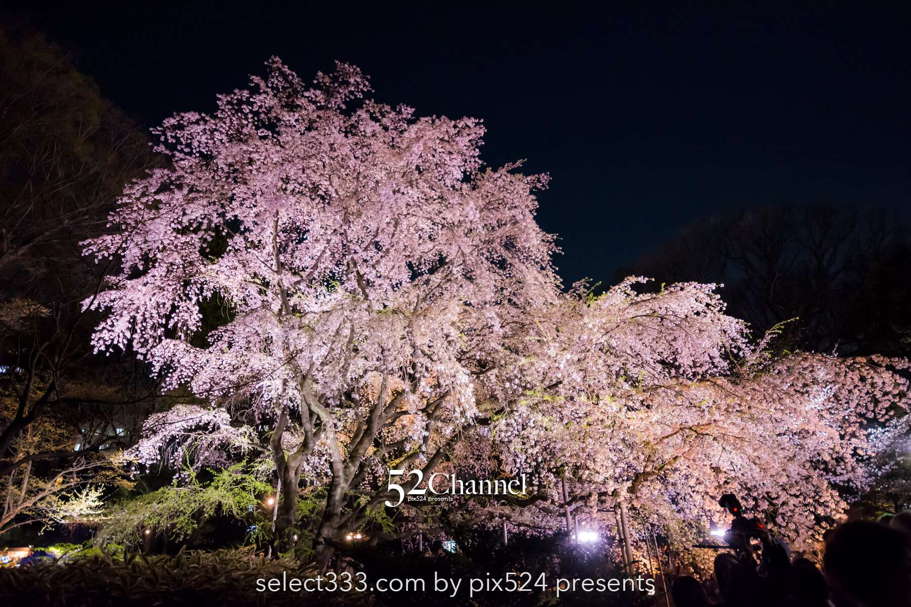 六義園の夜桜ライトアップ：鑑賞と撮影の難易度！混雑回避は？見頃の時期と夜桜撮影攻略