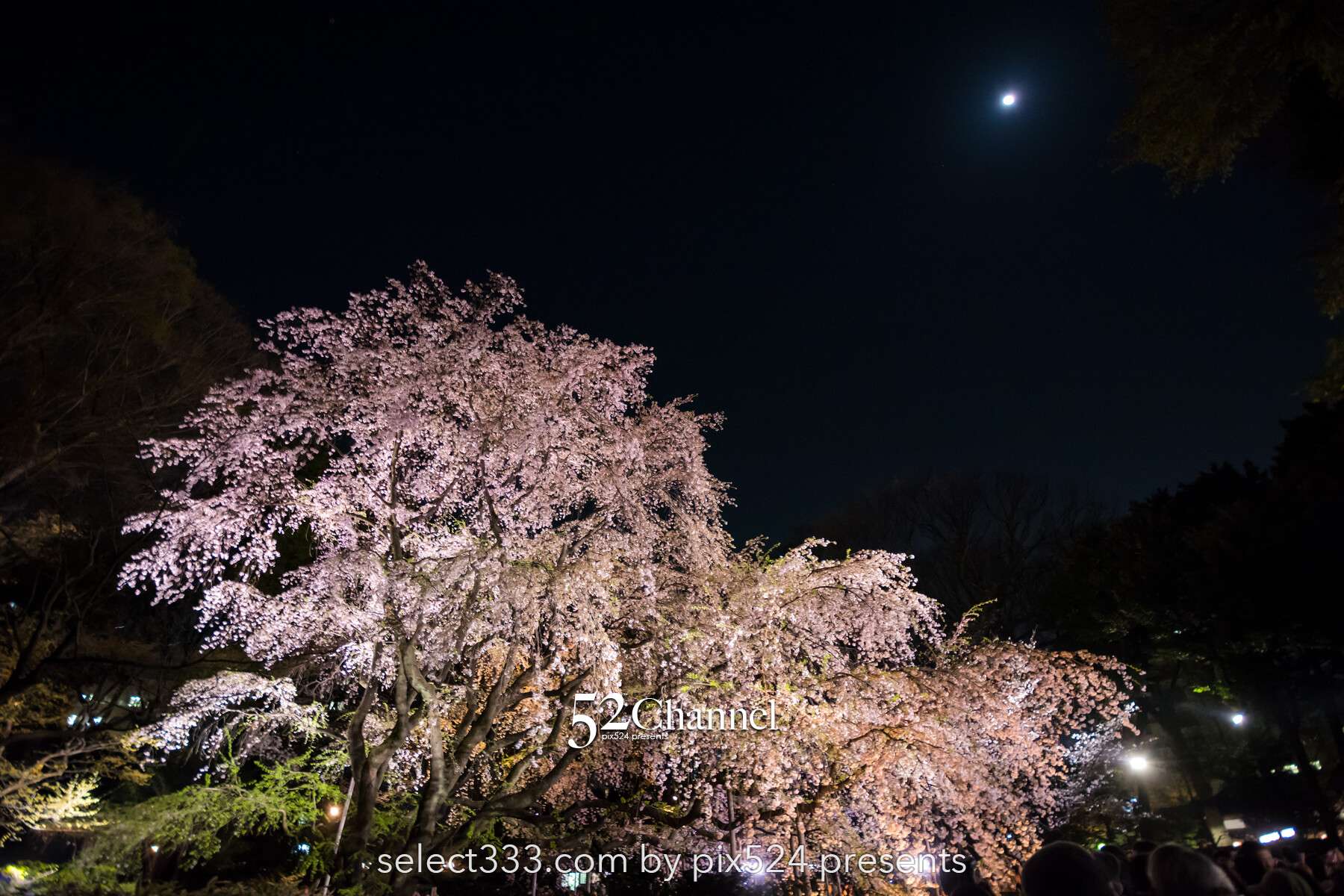 六義園の夜桜ライトアップ：鑑賞と撮影の難易度！混雑回避は？見頃の時期と夜桜撮影攻略