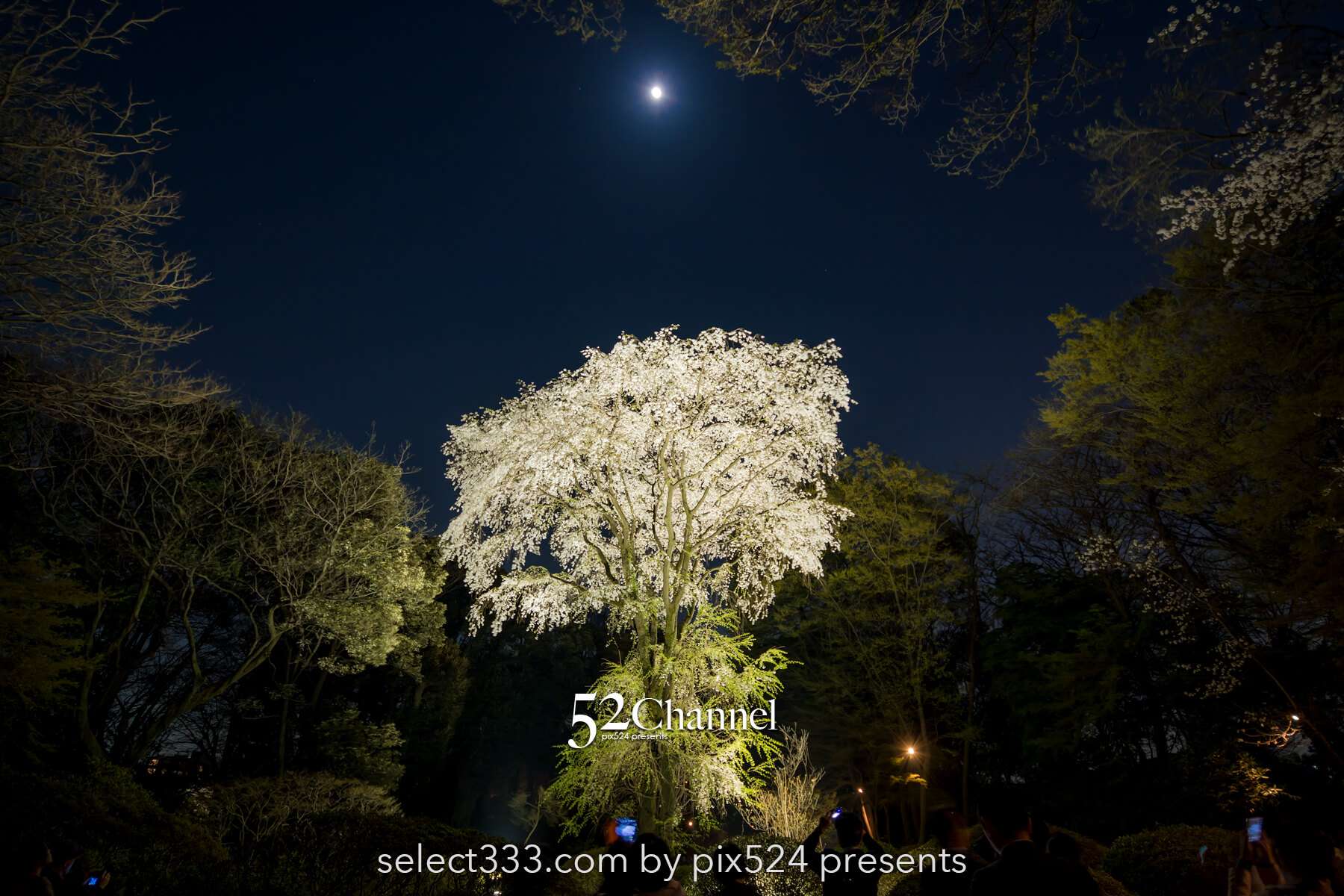 六義園の夜桜ライトアップ：鑑賞と撮影の難易度！混雑回避は？見頃の時期と夜桜撮影攻略