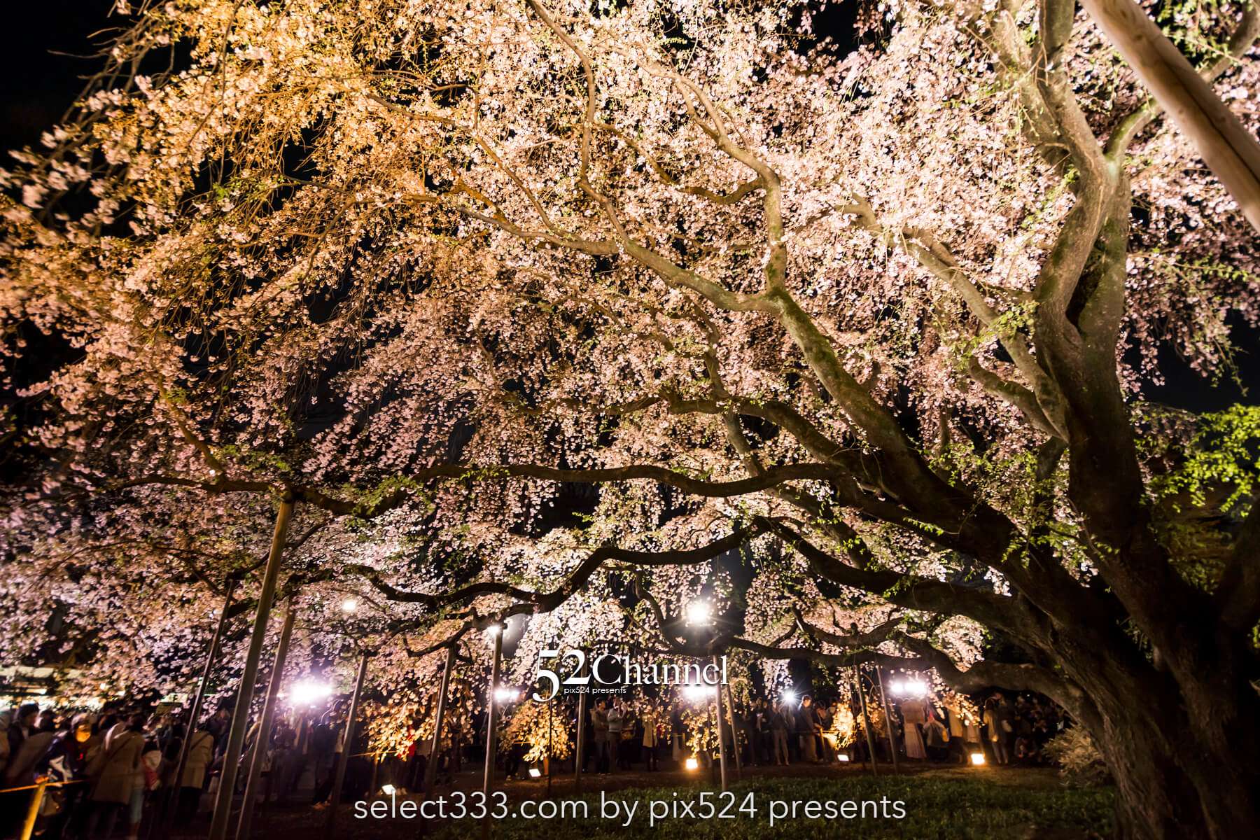 六義園の夜桜ライトアップ：鑑賞と撮影の難易度！混雑回避は？見頃の時期と夜桜撮影攻略