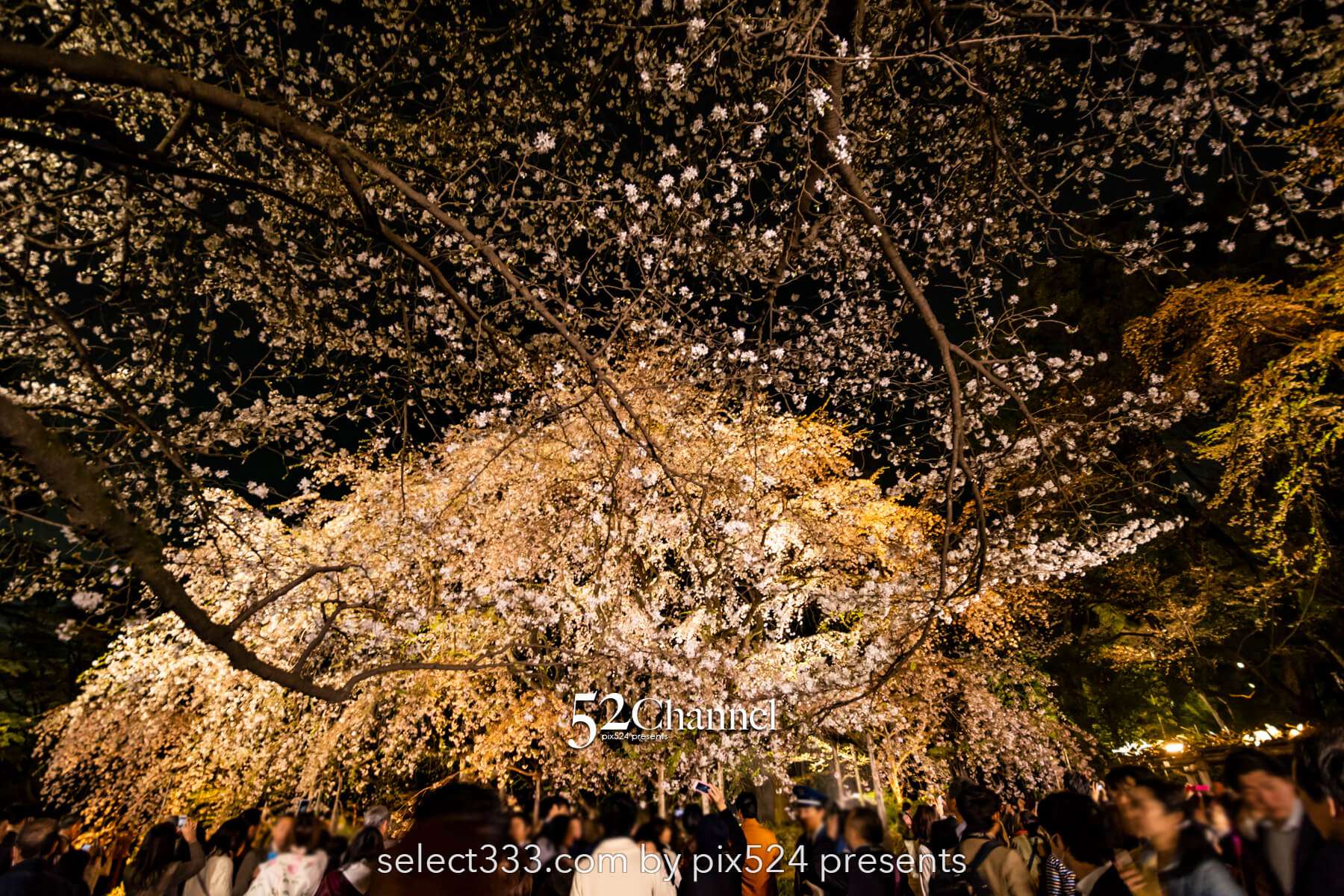 六義園の夜桜ライトアップ：鑑賞と撮影の難易度！混雑回避は？見頃の時期と夜桜撮影攻略