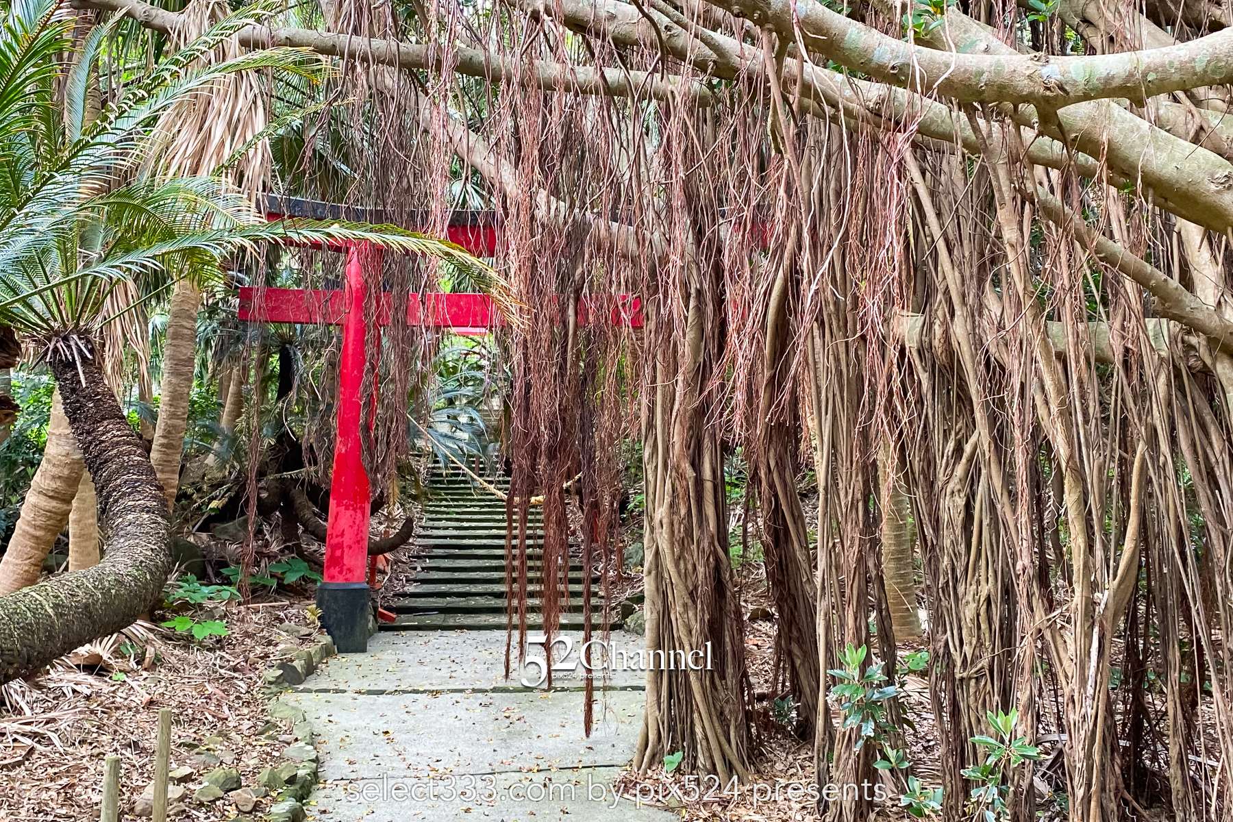 佐多岬：日本本土最南端 観光・撮影攻略徹底解説！アクセス・観光・撮影ポイント