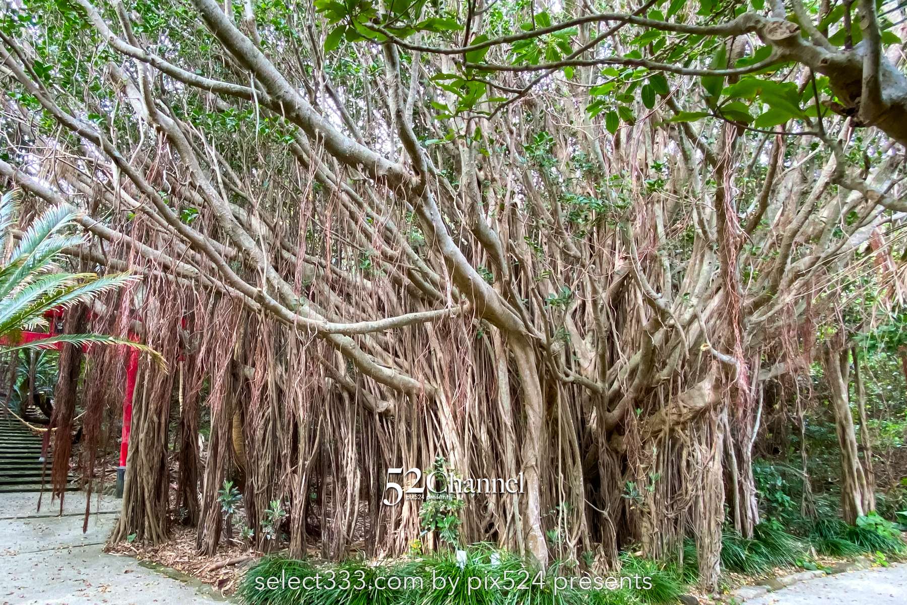 佐多岬：日本本土最南端 観光・撮影攻略徹底解説！アクセス・観光・撮影ポイント
