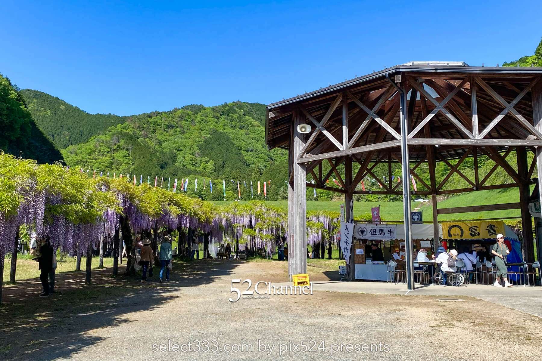 白井大町藤公園：藤が見頃の藤まつりの観光・撮影ポイントガイド！混雑回避と周辺観光