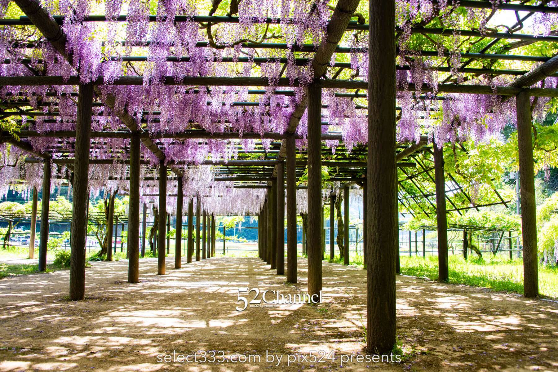 白井大町藤公園：藤が見頃の藤まつりの観光・撮影ポイントガイド！混雑回避と周辺観光