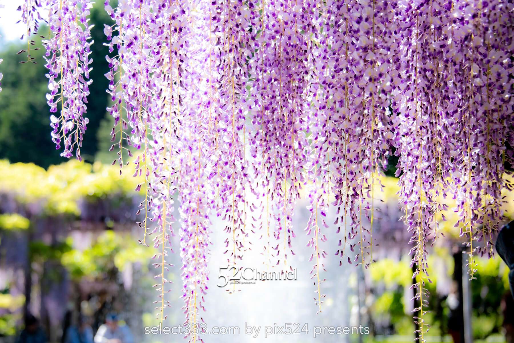 白井大町藤公園：藤が見頃の藤まつりの観光・撮影ポイントガイド！混雑回避と周辺観光