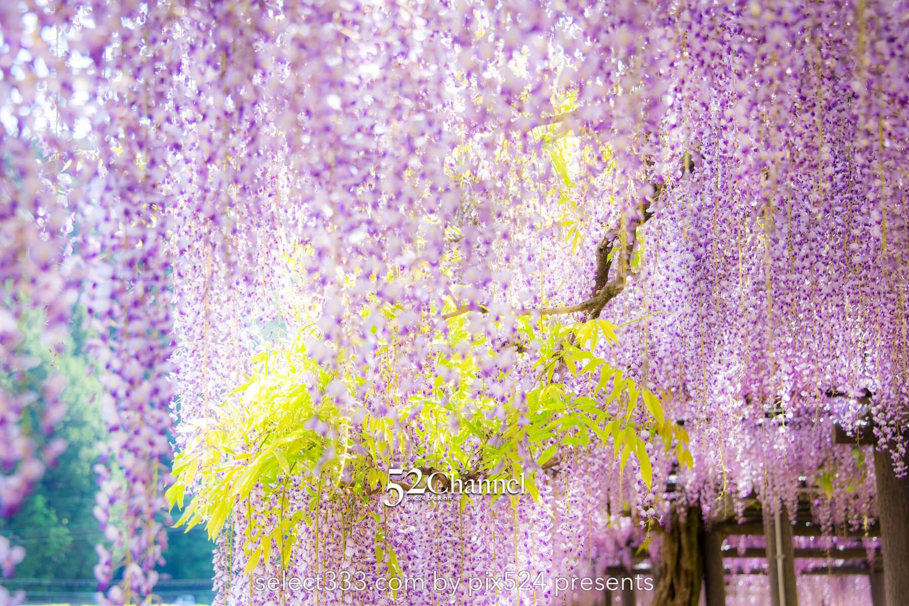 白井大町藤公園：藤が見頃の藤まつりの観光・撮影ポイントガイド！混雑回避と周辺観光