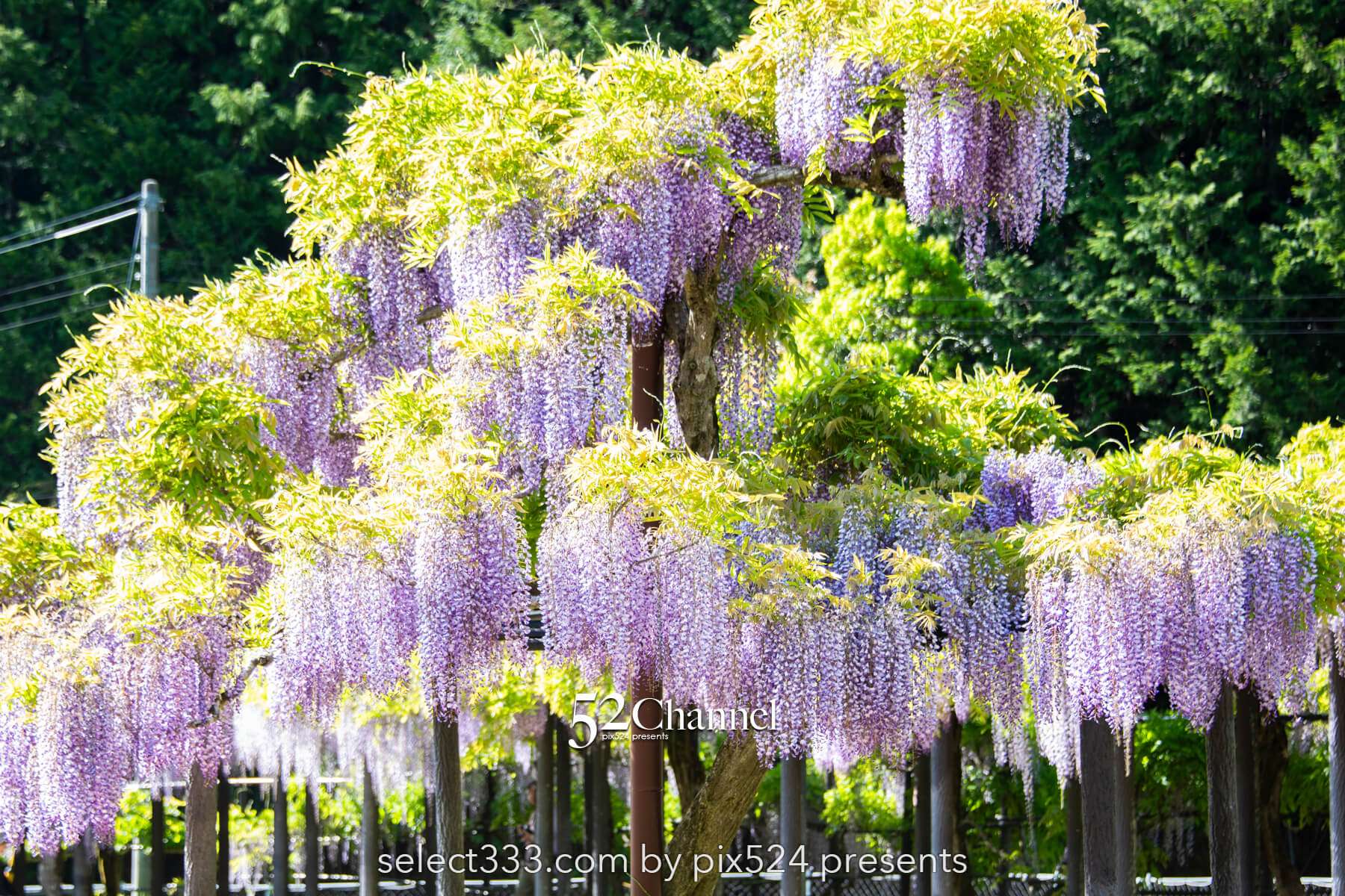 白井大町藤公園：藤が見頃の藤まつりの観光・撮影ポイントガイド！混雑回避と周辺観光