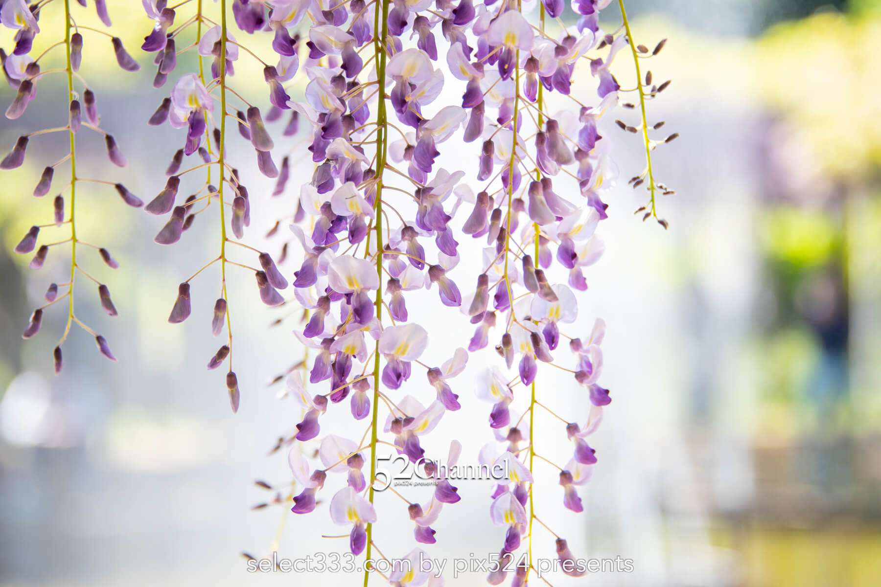 白井大町藤公園：藤が見頃の藤まつりの観光・撮影ポイントガイド！混雑回避と周辺観光