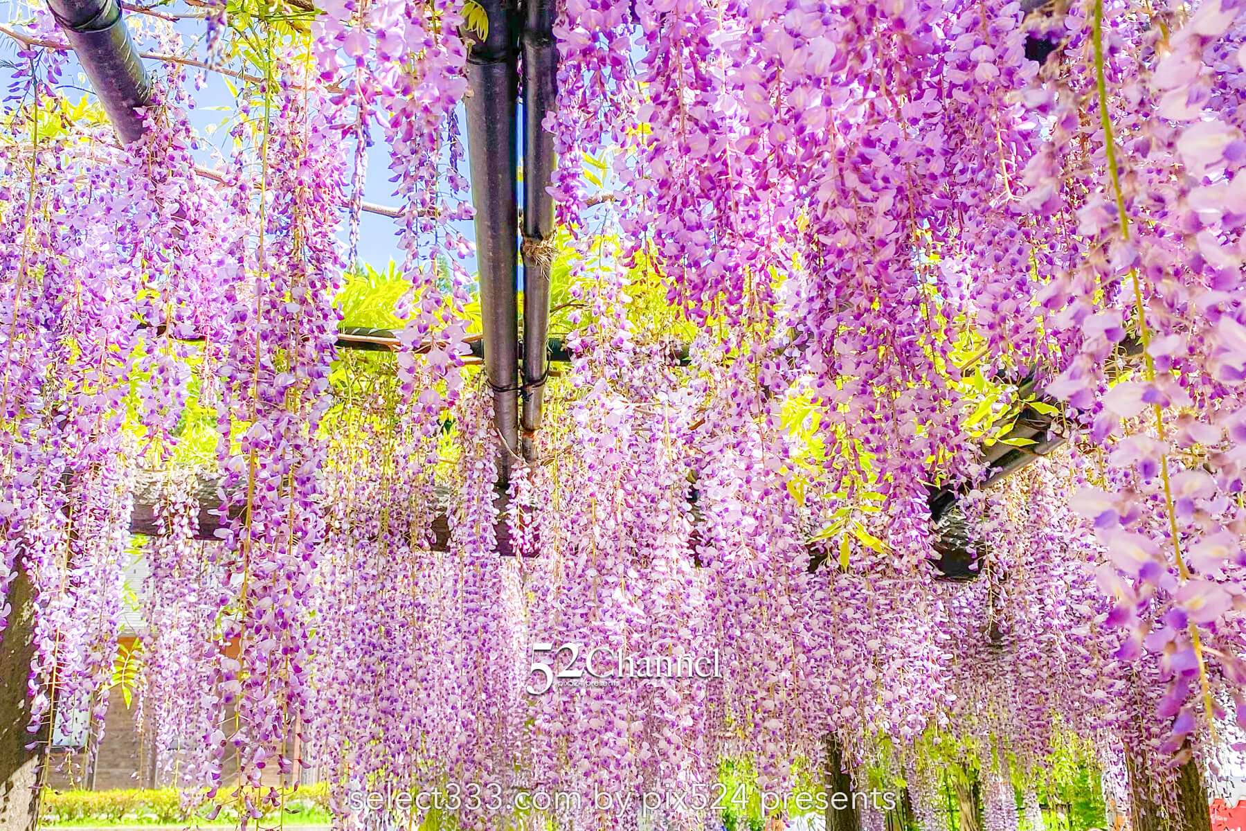 白井大町藤公園：藤が見頃の藤まつりの観光・撮影ポイントガイド！混雑回避と周辺観光