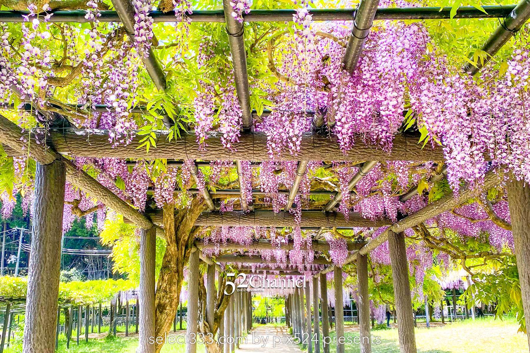 白井大町藤公園：藤が見頃の藤まつりの観光・撮影ポイントガイド！混雑回避と周辺観光