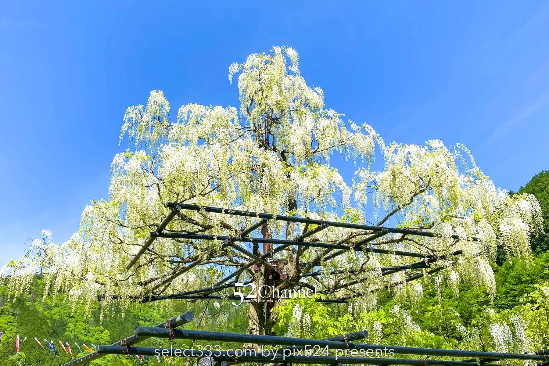 白井大町藤公園：藤が見頃の藤まつりの観光・撮影ポイントガイド！混雑回避と周辺観光