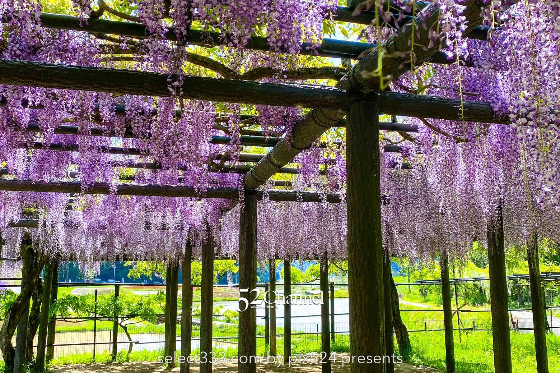白井大町藤公園：藤が見頃の藤まつりの観光・撮影ポイントガイド！混雑回避と周辺観光