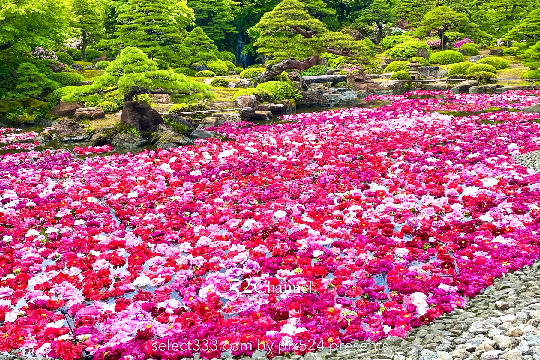 由志園：牡丹の見頃・四季の花々が溢れる日本庭園完全ガイド！アクセスと撮影・周辺観光！