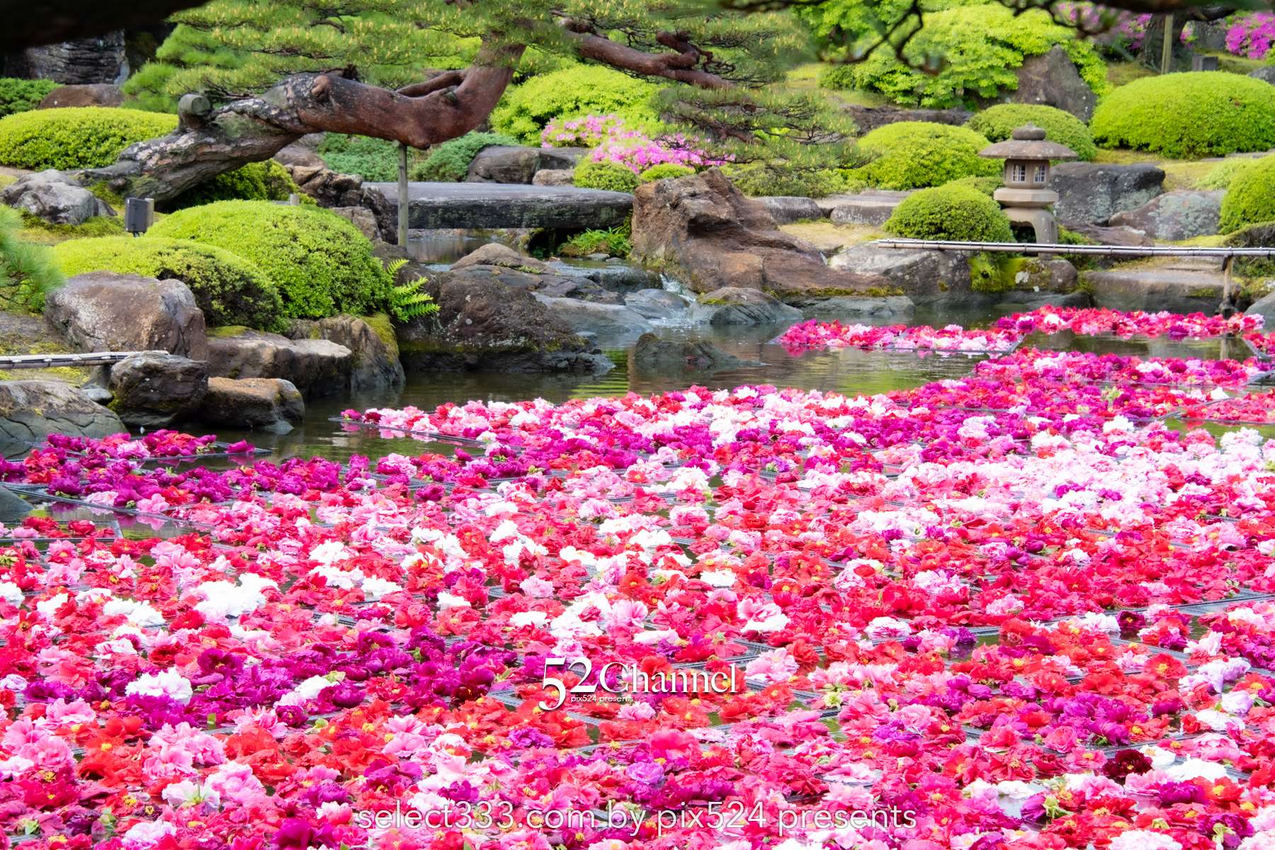 由志園：牡丹の見頃・四季の花々が溢れる日本庭園完全ガイド！アクセスと撮影・周辺観光！