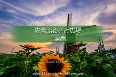 佐倉ふるさと広場のひまわり！風車が映える花畑のお勧め撮影地！チューリップも美観