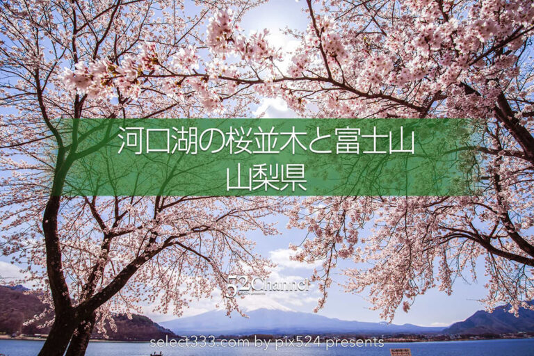 河口湖北岸ウォーキングトレイル！満開の桜並木と富士山撮影！富士五湖の桜撮影地：writing and Photo by pix524:Masaya Konishi （小西雅哉）写真を楽しむブログ 主宰