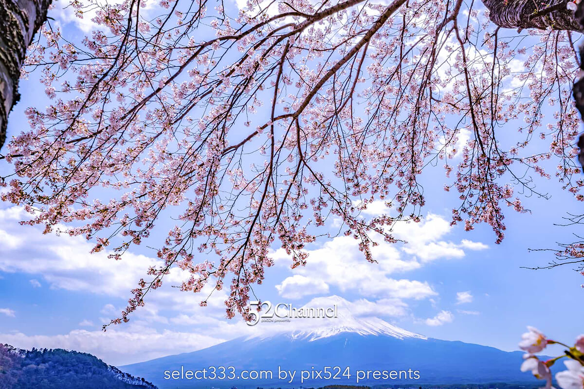 河口湖北岸ウォーキングトレイル！満開の桜並木と富士山撮影！富士五湖の桜撮影地：writing and Photo by pix524:Masaya Konishi （小西雅哉）写真を楽しむブログ 主宰